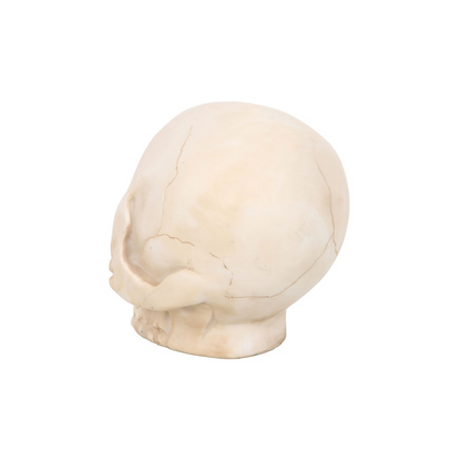 Skull Ornament with Snake